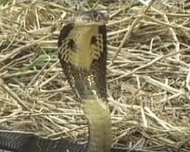 经典好看都市言情小说影视海报