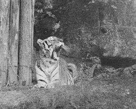 阿拉亚影视海报