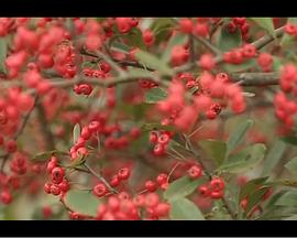 末代皇帝传奇 电视剧影视海报